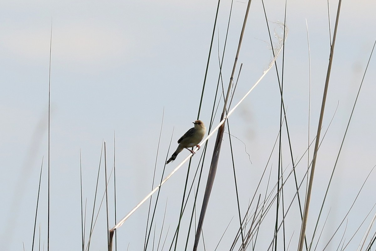 Sumpfzistensänger - ML646448158