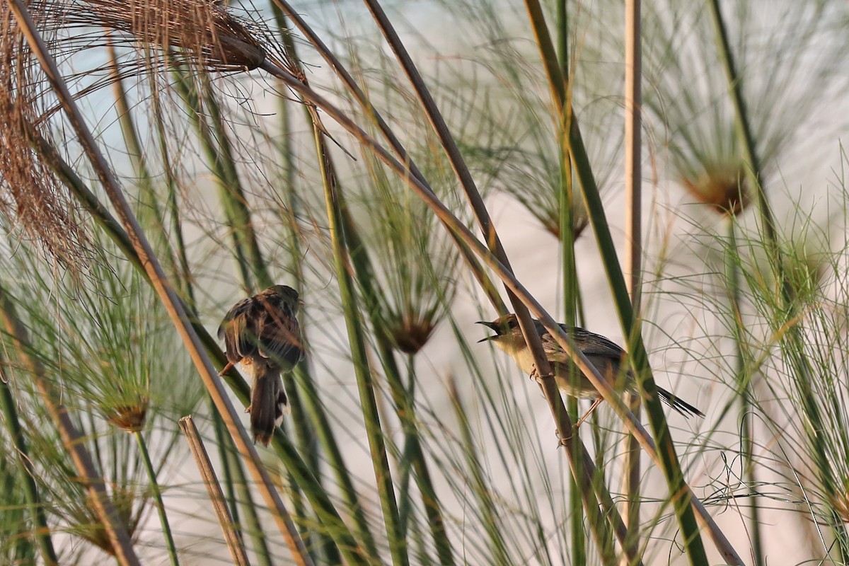 Sumpfzistensänger - ML646448159