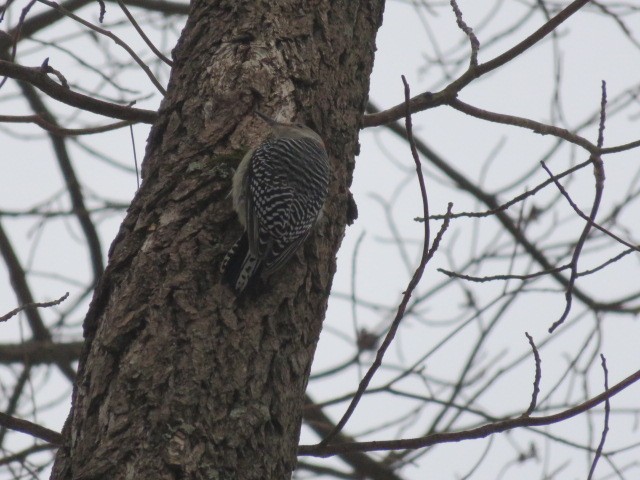 Carolinaspecht - ML646448161