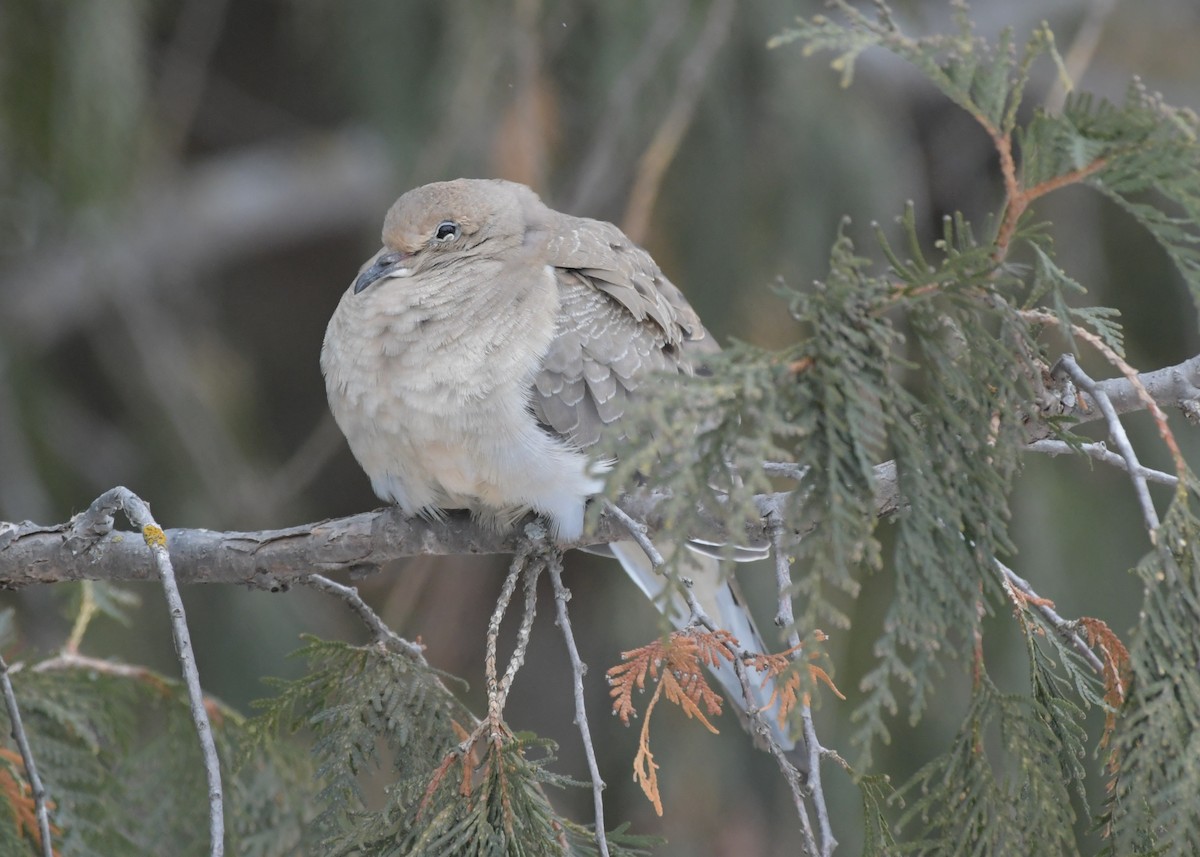 Mourning Dove - ML646448162