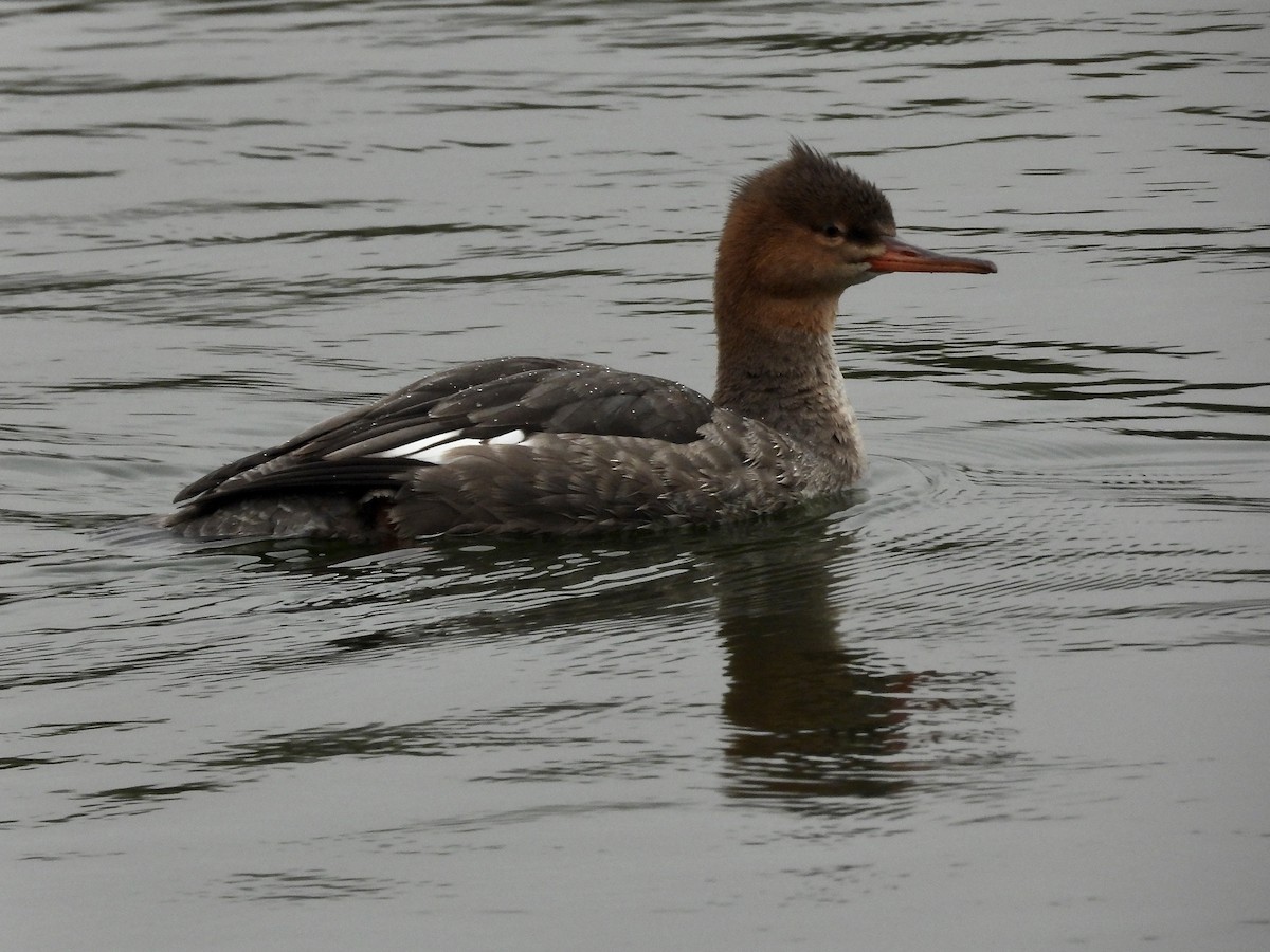 Mittelsäger - ML646448164