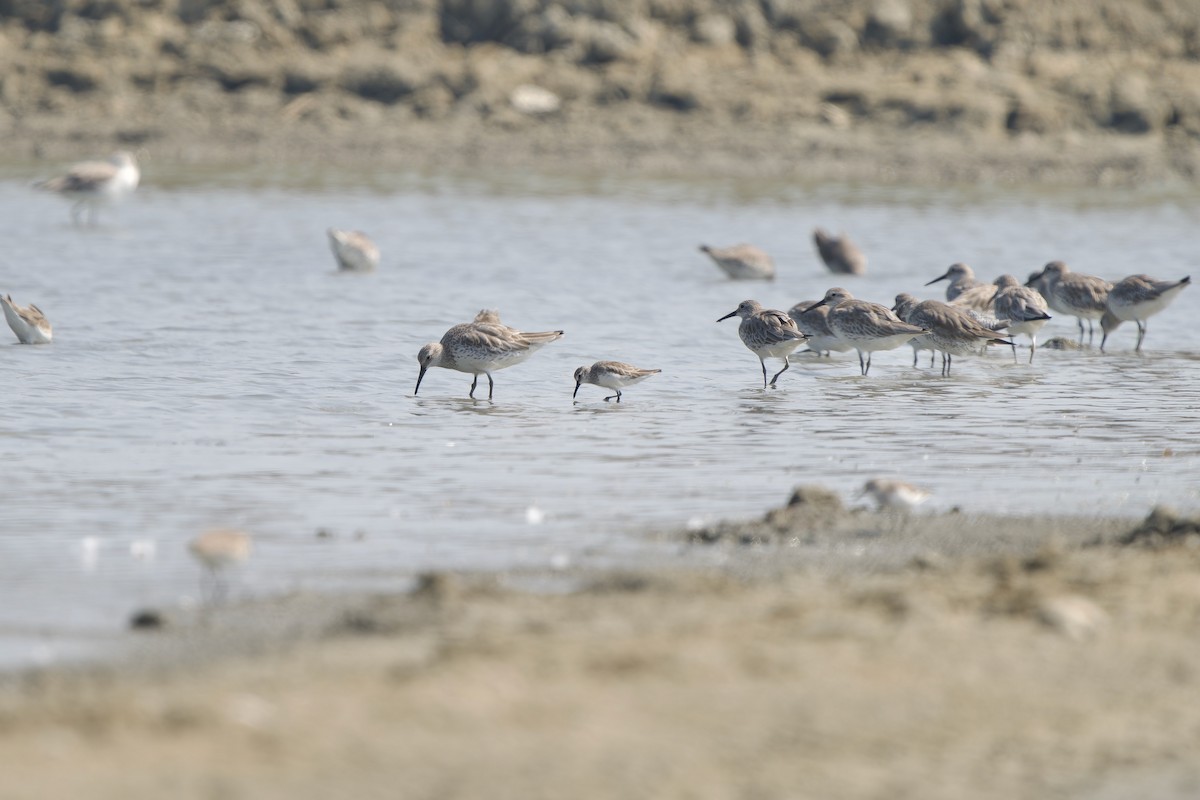 Anadyrknutt - ML646448165