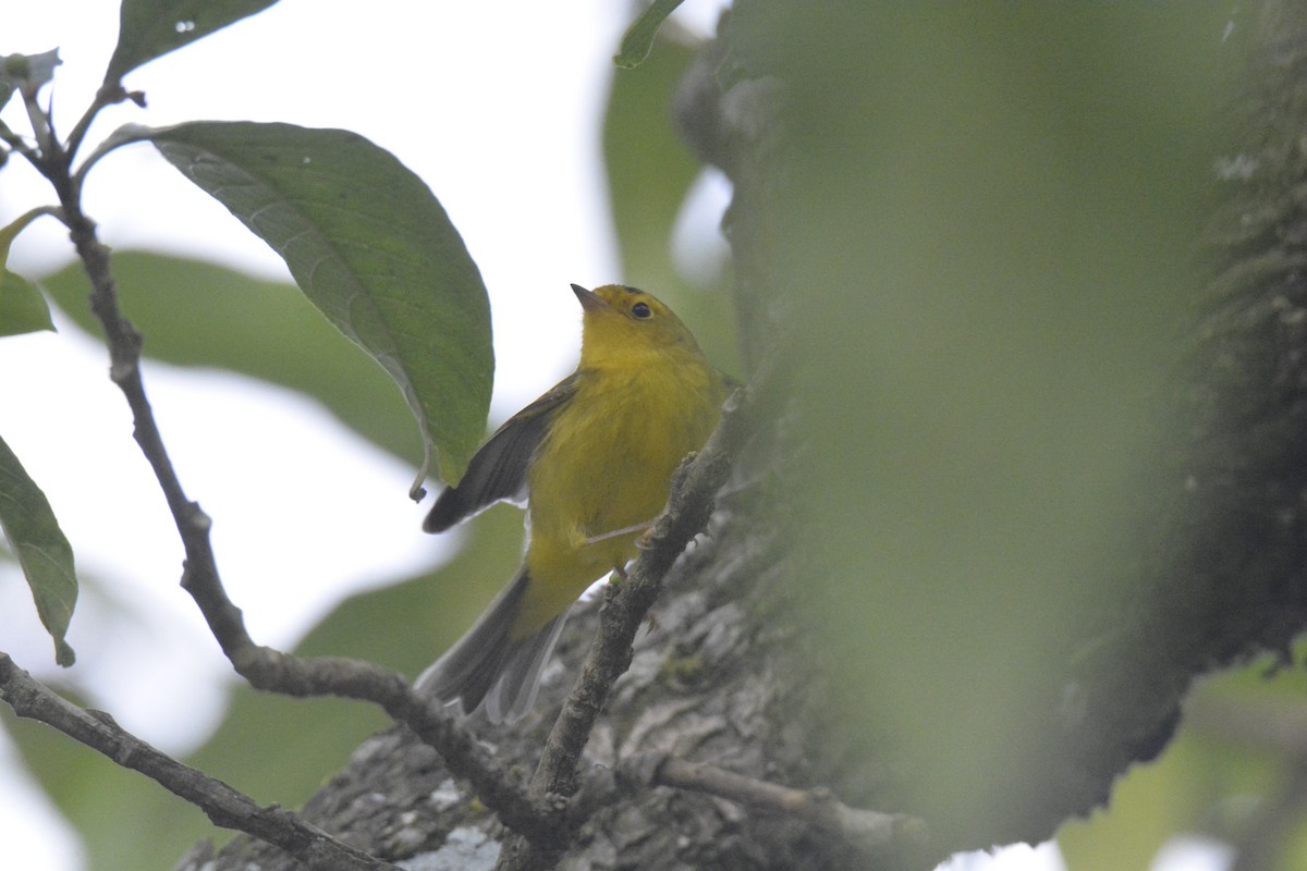 Kapuzenwaldsänger - ML646448168