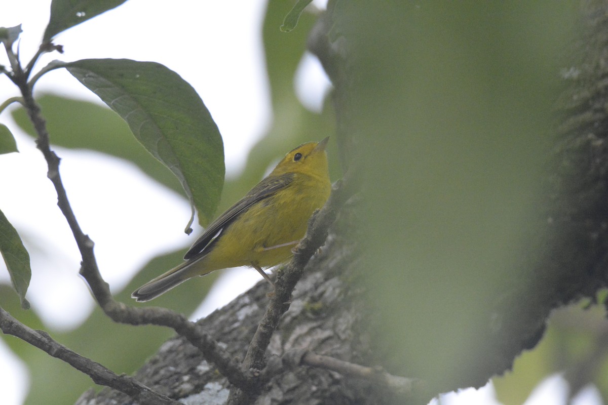 Kapuzenwaldsänger - ML646448169