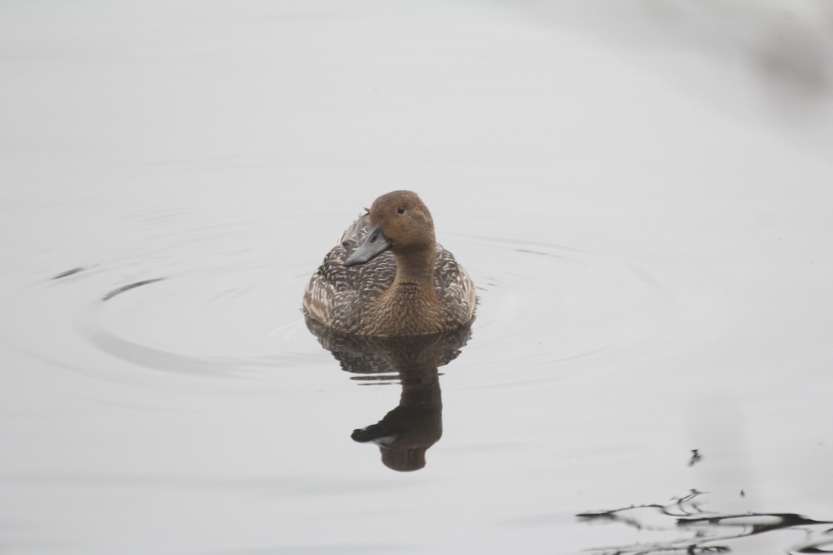 Spießente - ML646448171