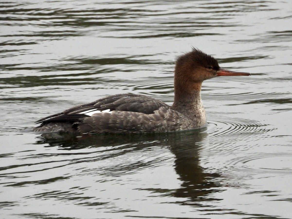 Mittelsäger - ML646448172