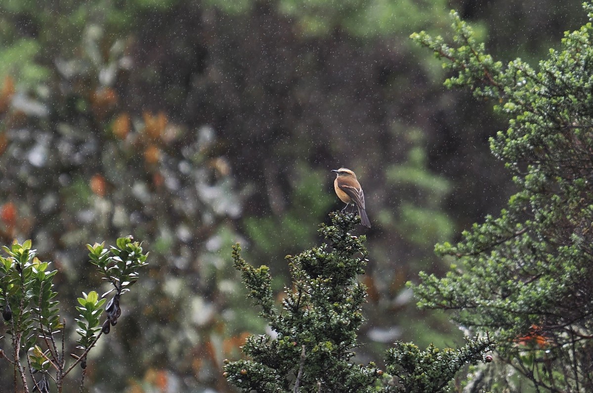 Fahlbrauen-Schmätzertyrann - ML646448173