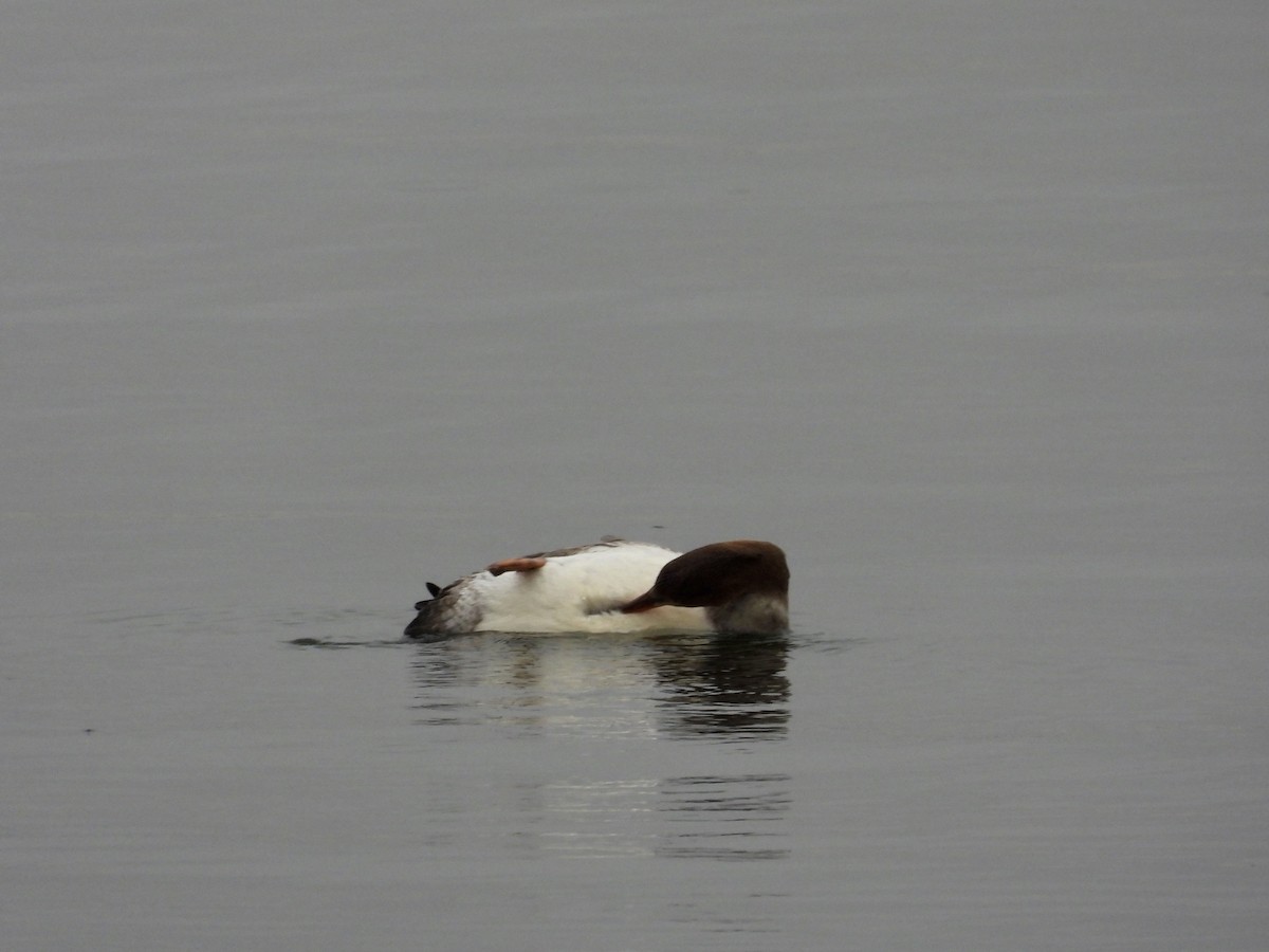 Mittelsäger - ML646448174