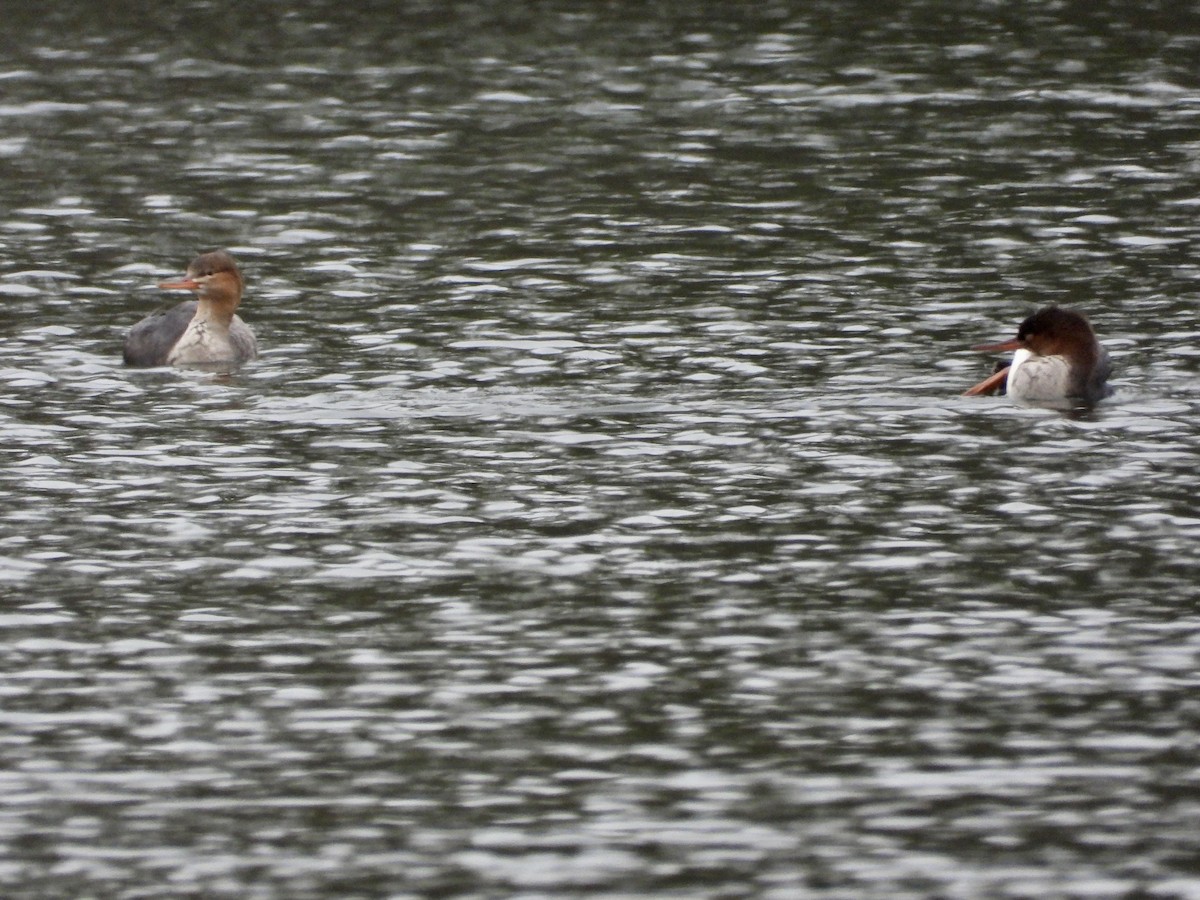 Mittelsäger - ML646448175