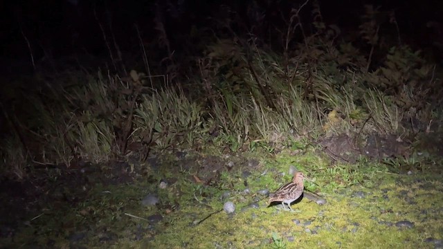 Wilson's Snipe - ML646448176