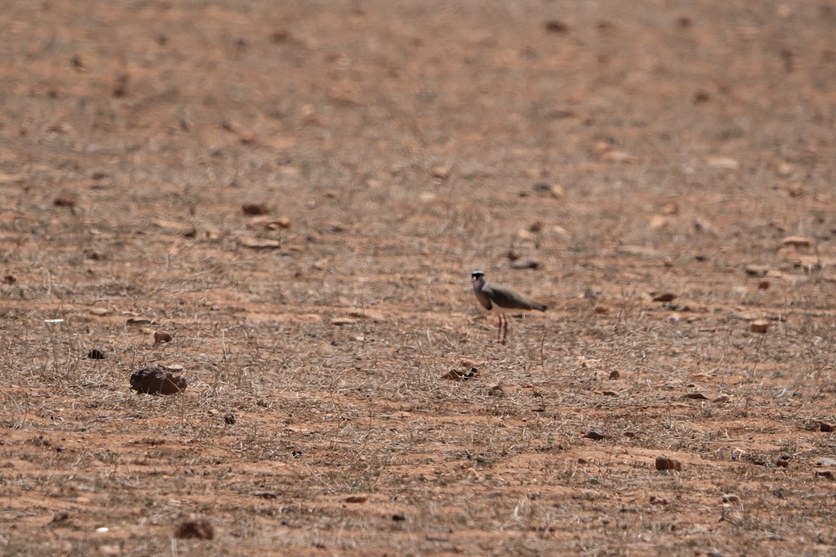 Kronenkiebitz - ML646448177