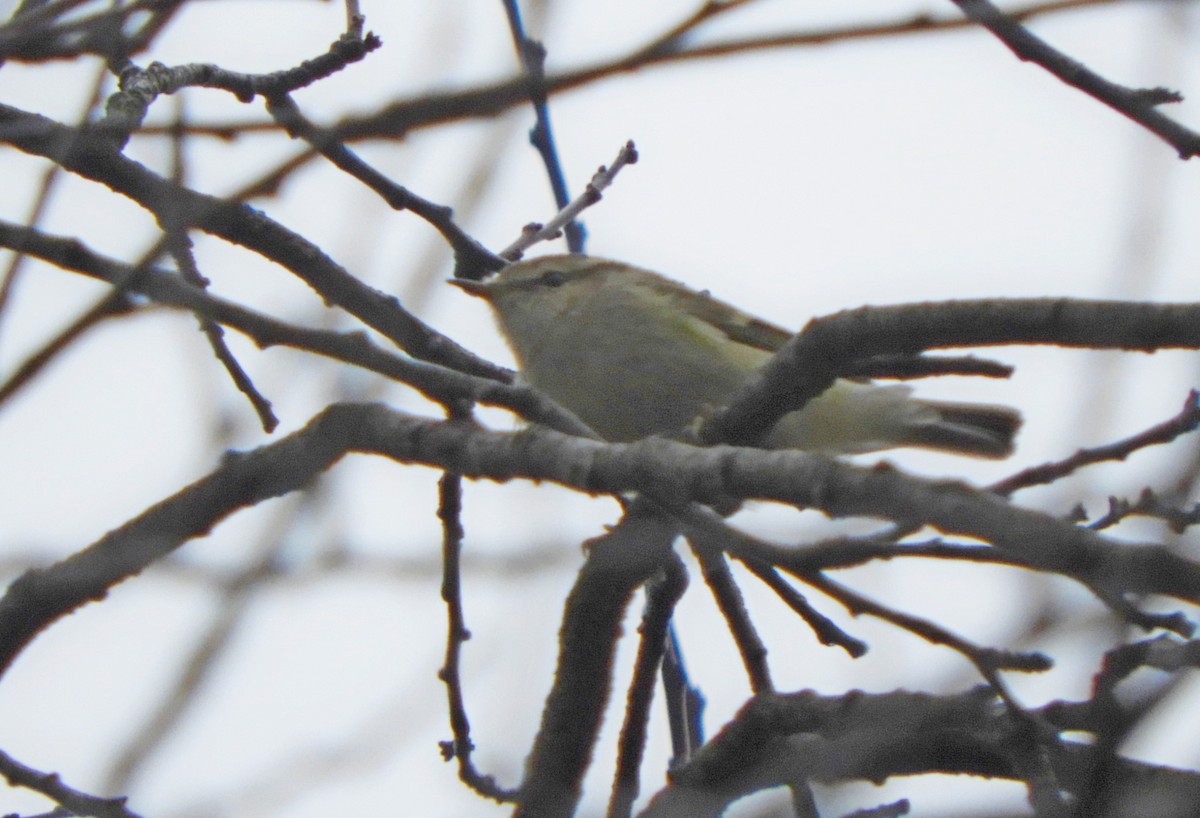 Pouillot de Hume - ML646448178