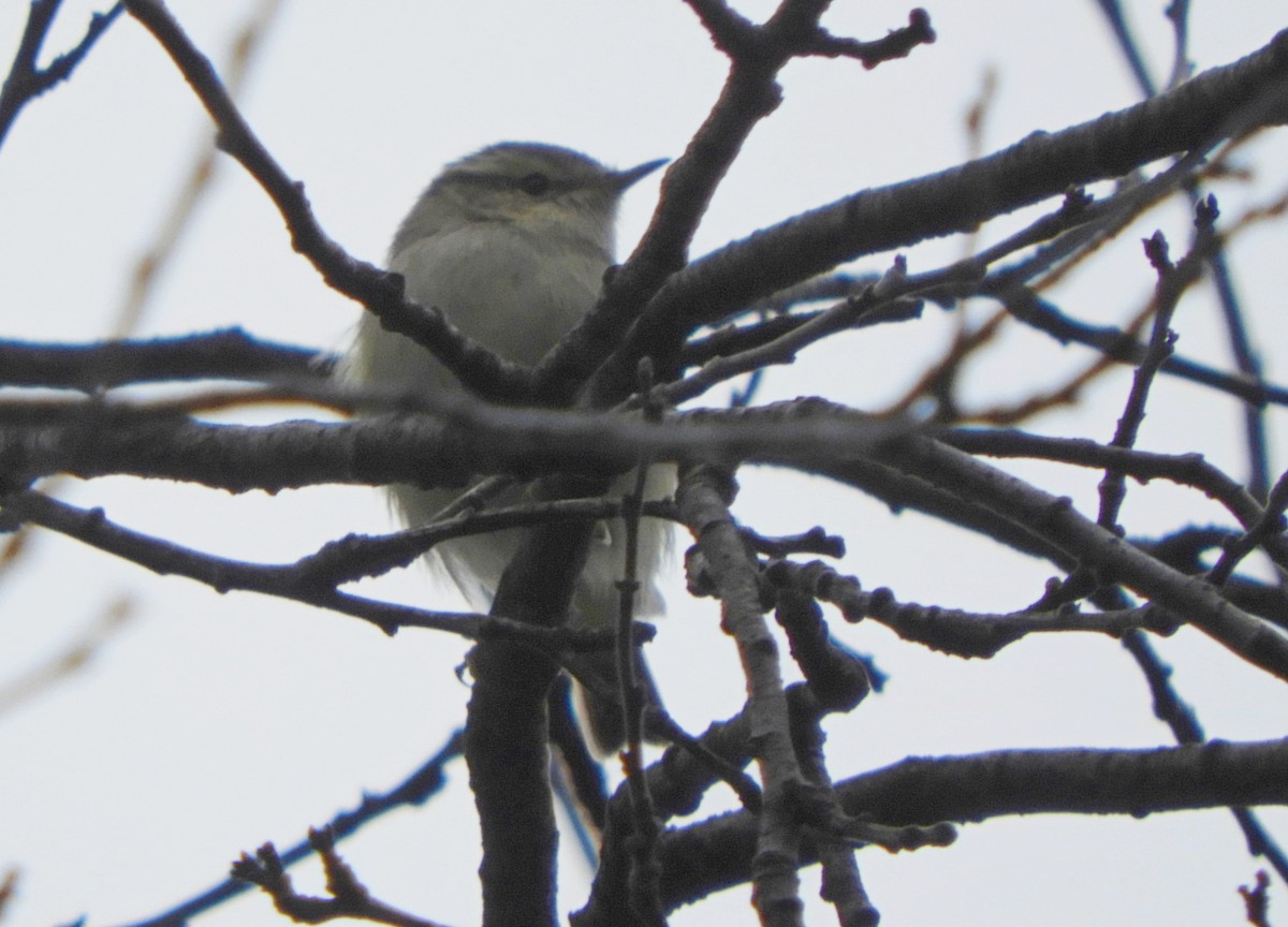 Pouillot de Hume - ML646448179