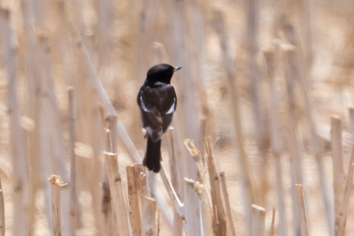 Afrikaschwarzkehlchen [torquatus-Gruppe] - ML646448181