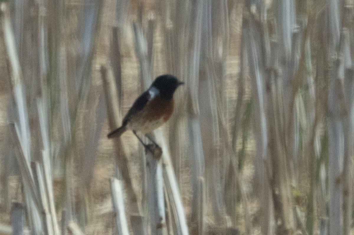 Afrikaschwarzkehlchen [torquatus-Gruppe] - ML646448182