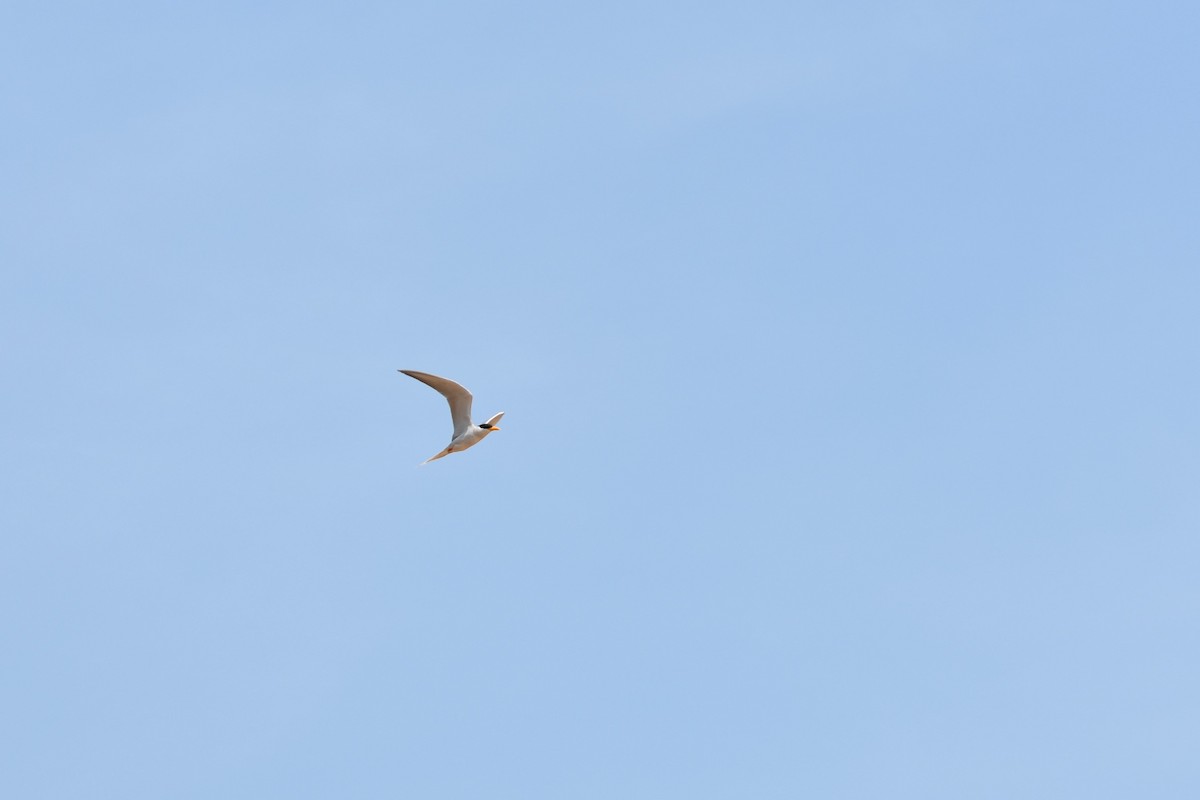 Goldschnabel-Seeschwalbe - ML646448183