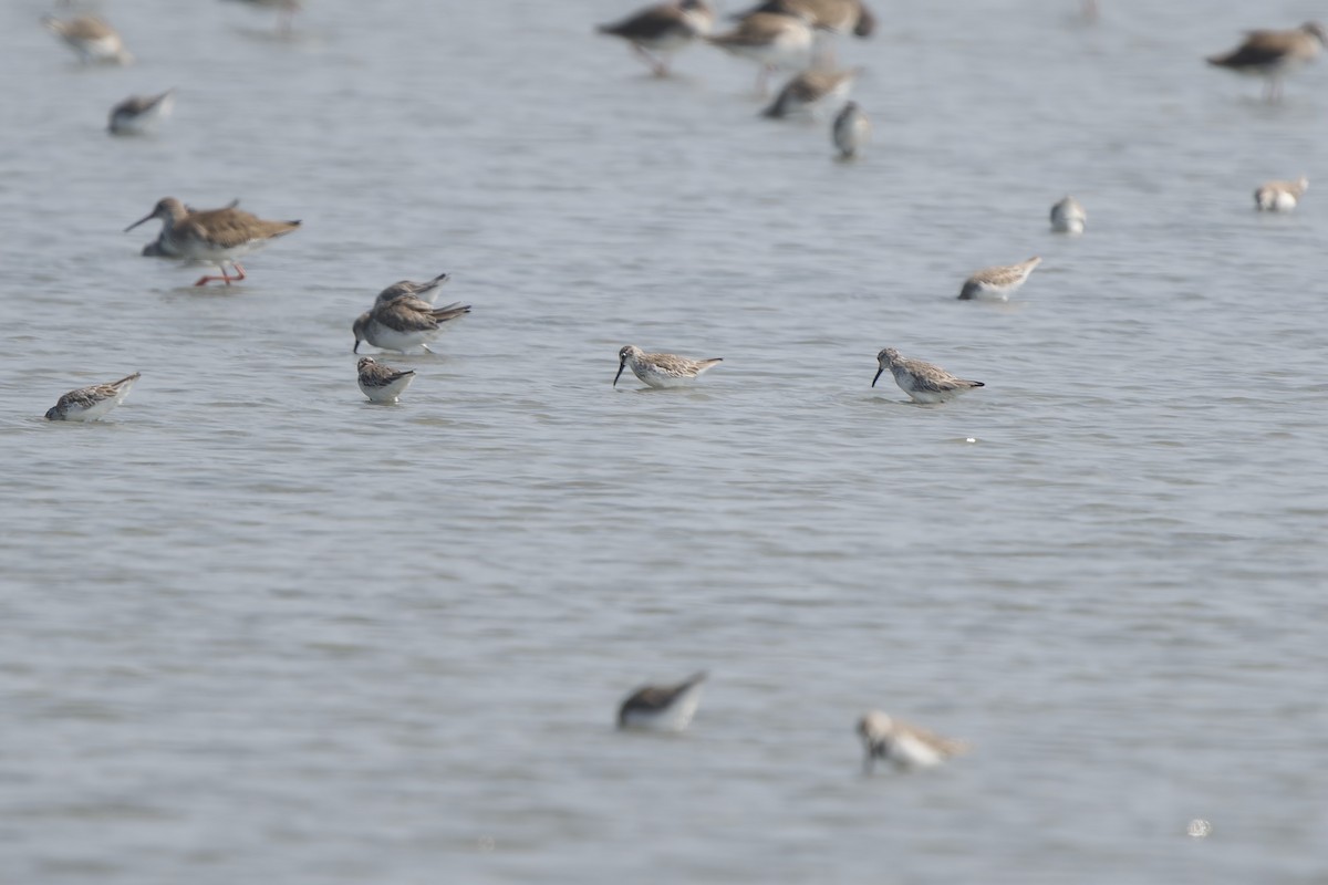 Sumpfläufer - ML646448184