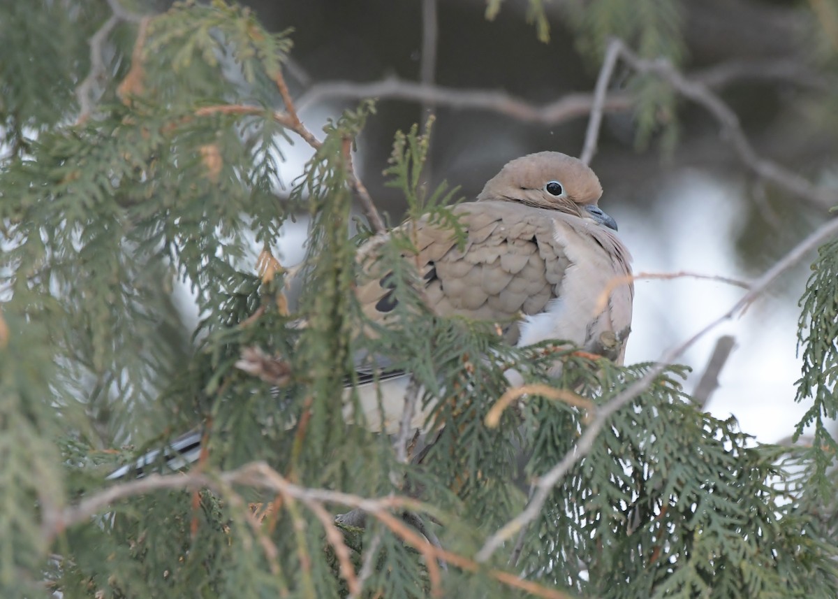 Mourning Dove - ML646448185
