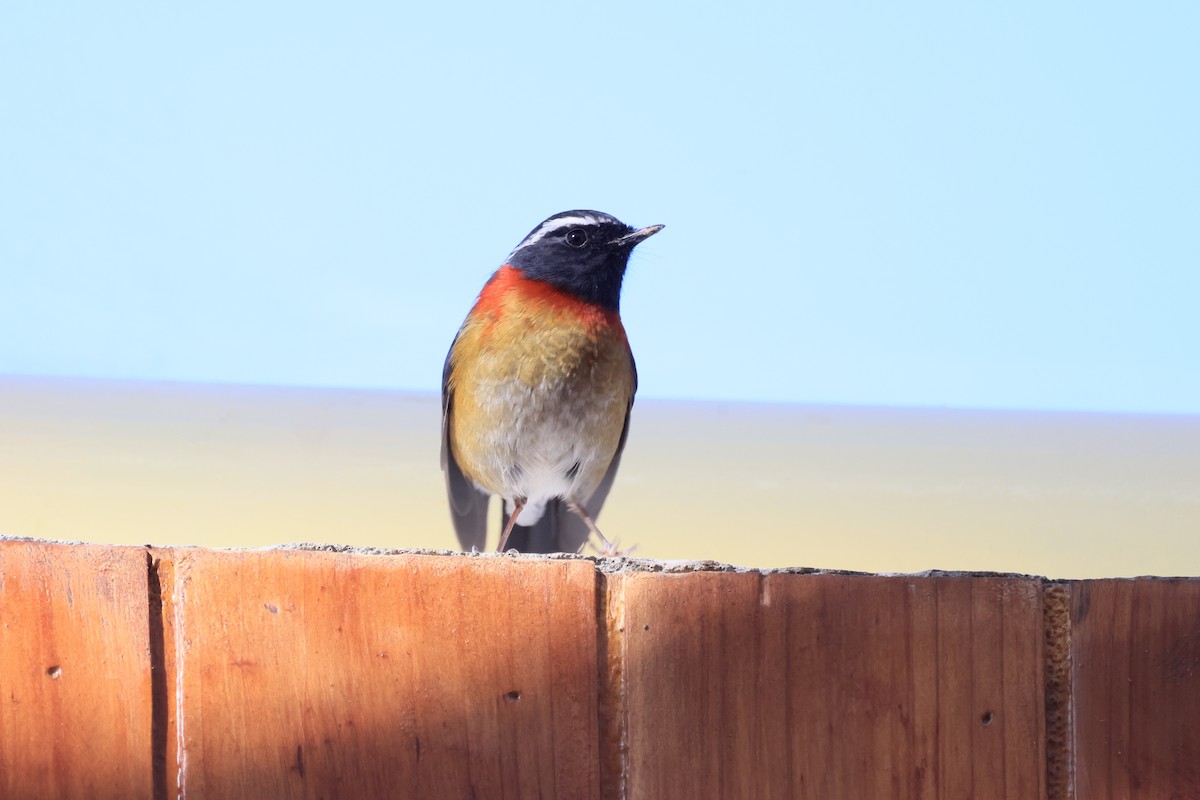 Taiwanblauschwanz - ML646448186