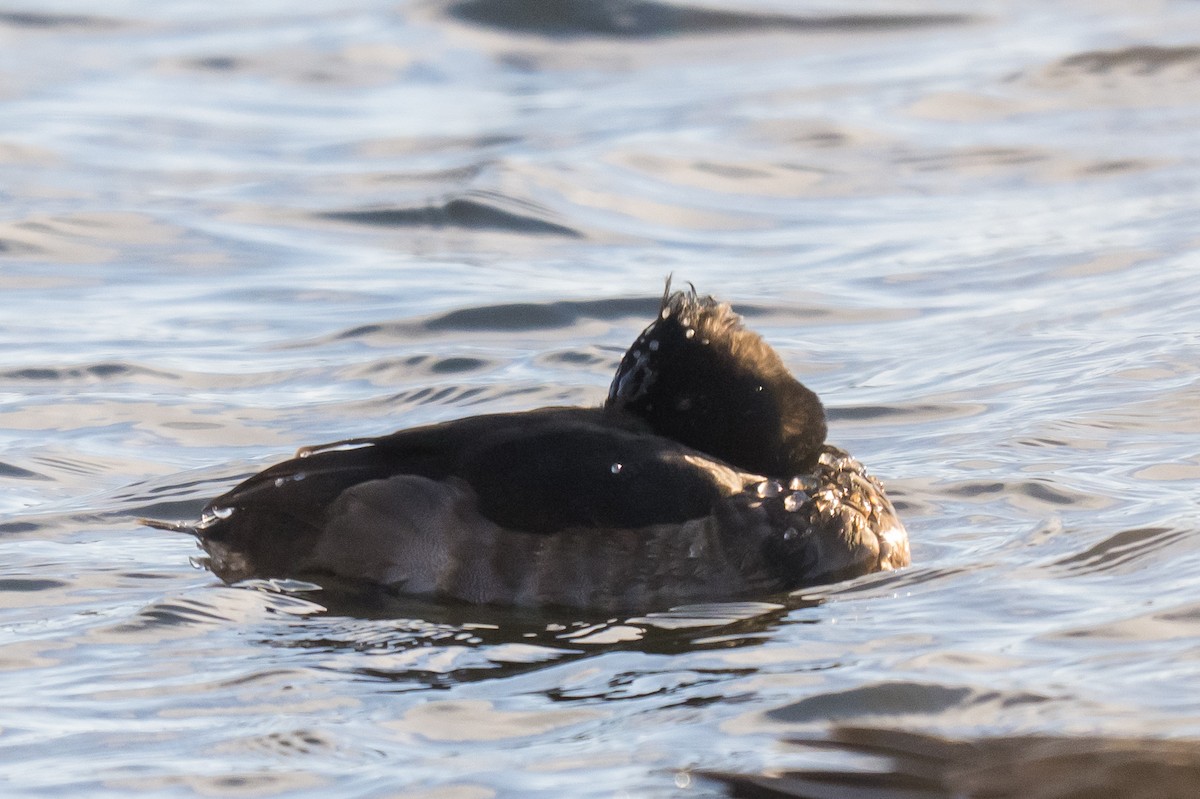 Tepeli Patka - ML646448191