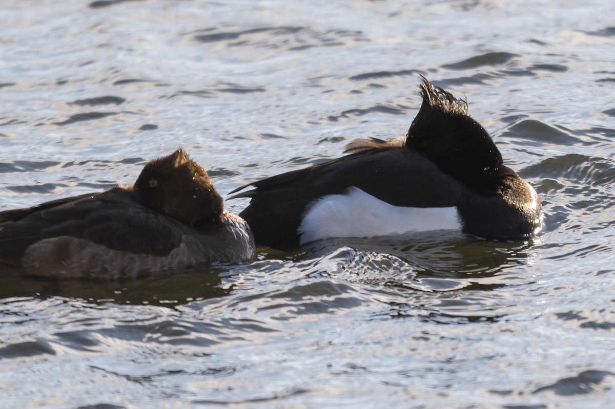 Tepeli Patka - ML646448192