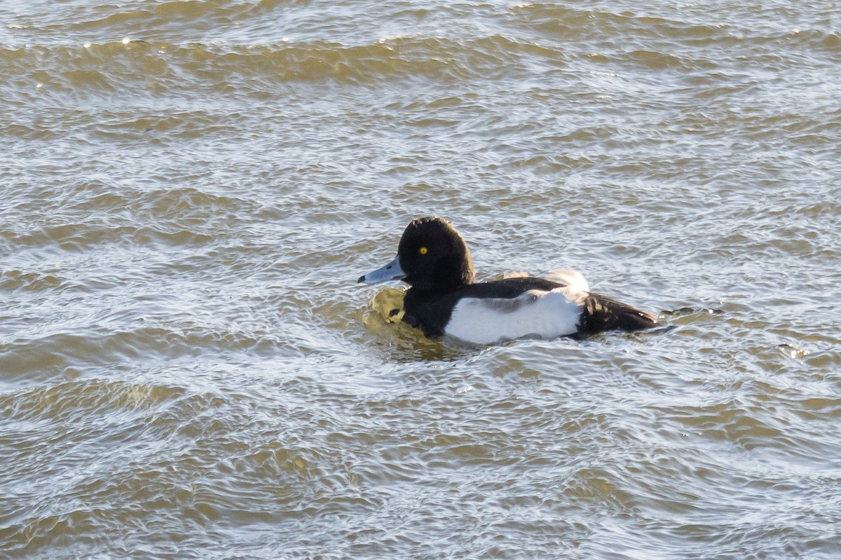 Tepeli Patka - ML646448193