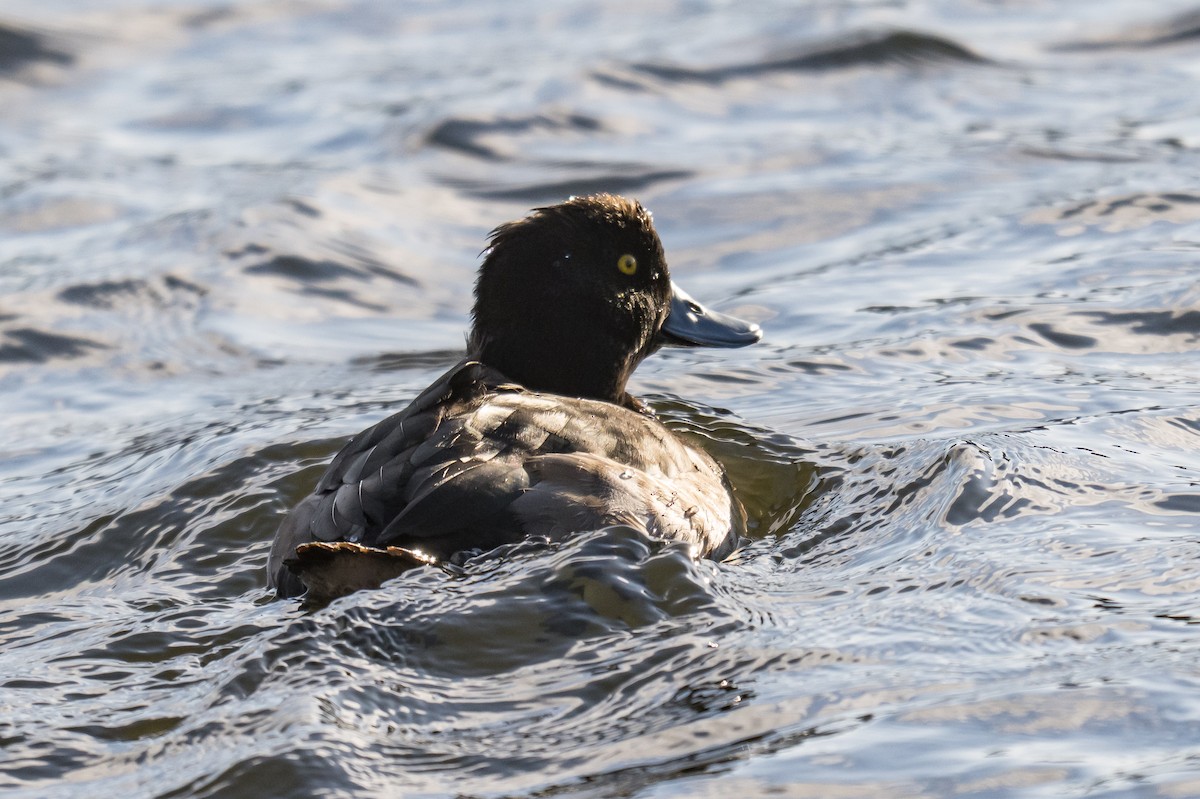 Tepeli Patka - ML646448194