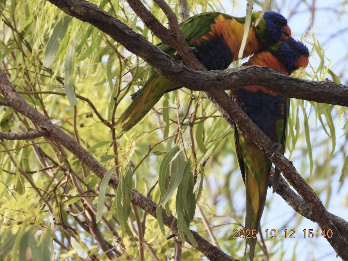 Rainbow Lorikeet - ML646448199