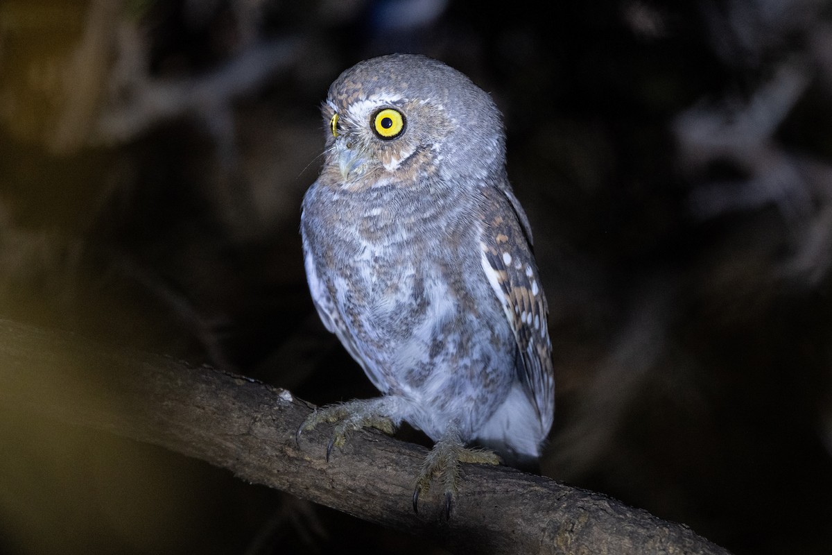 Elf Owl - ML646448205
