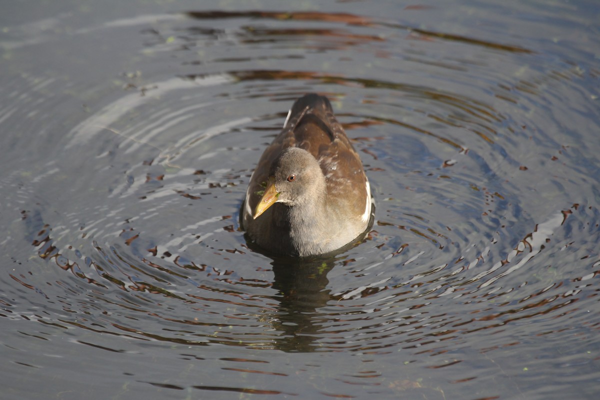 Хажилгат түнжүүр - ML646448207