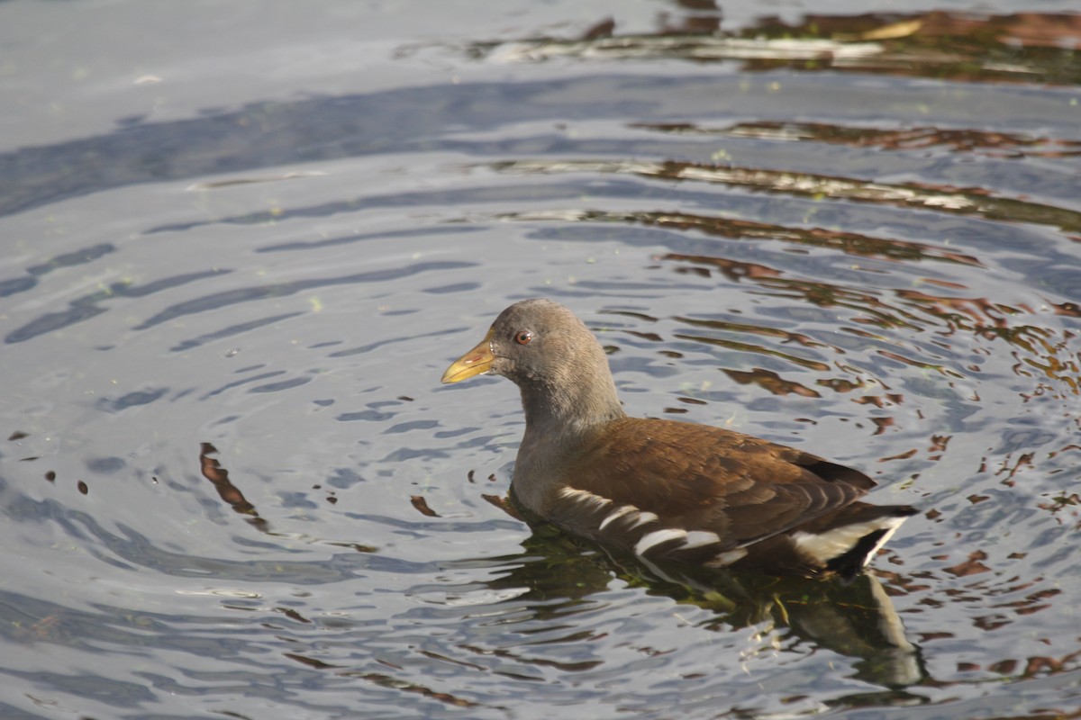 Хажилгат түнжүүр - ML646448208