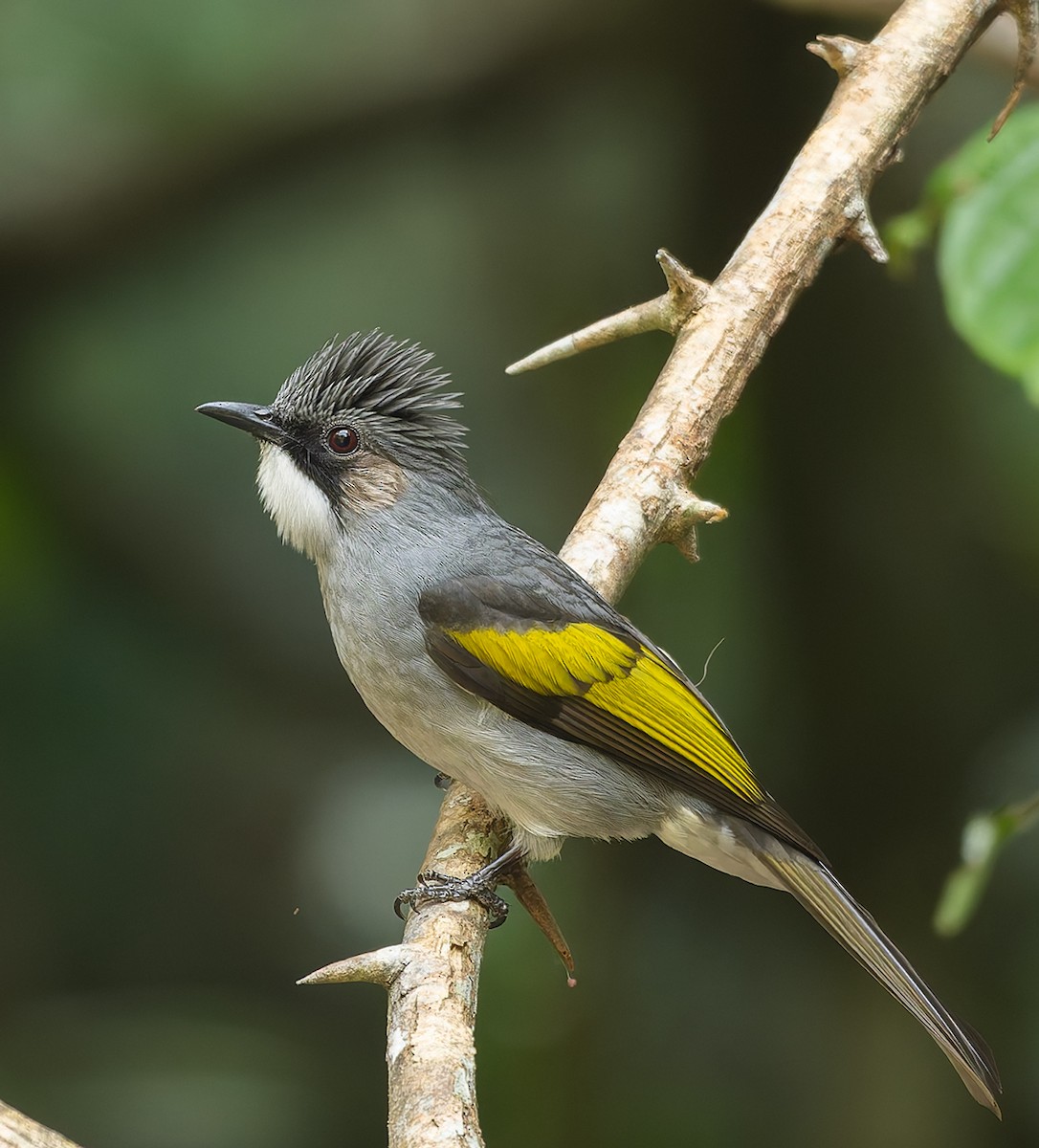 Ashy Bulbul - ML646448213