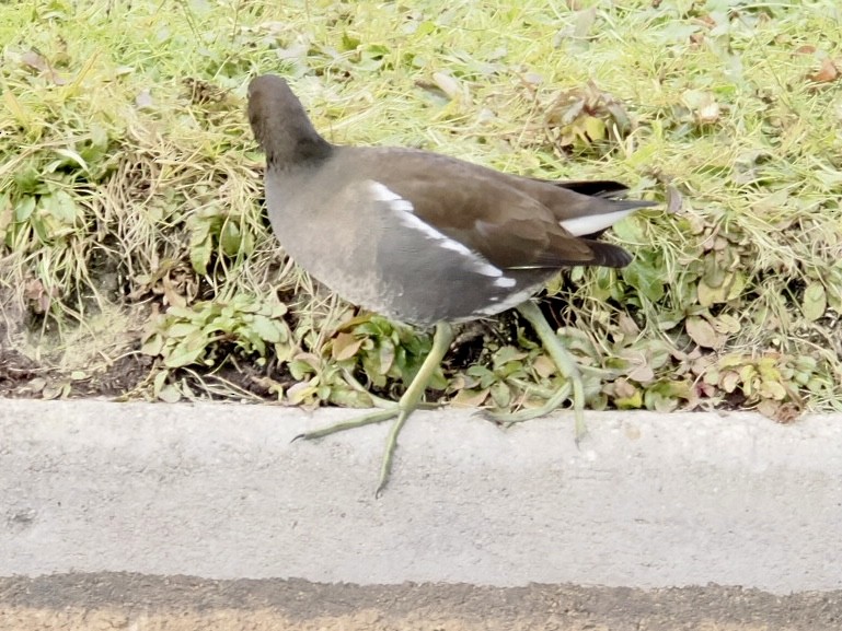 Teichhuhn - ML646448216