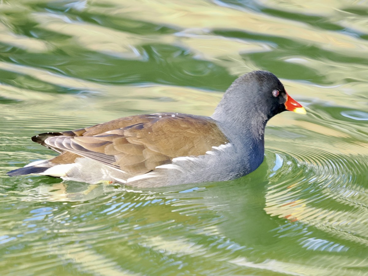 Teichhuhn - ML646448217