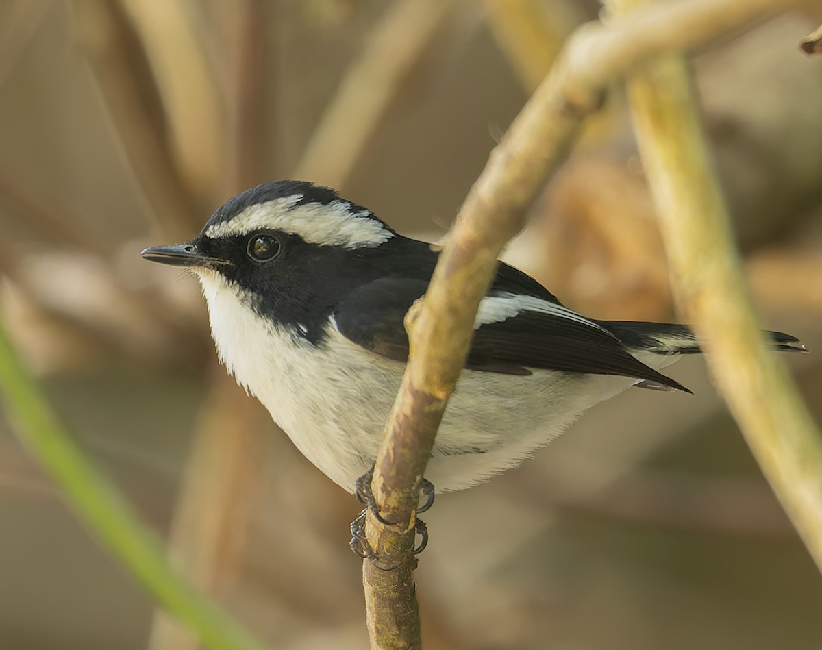 Little Pied Flycatcher - ML646448221