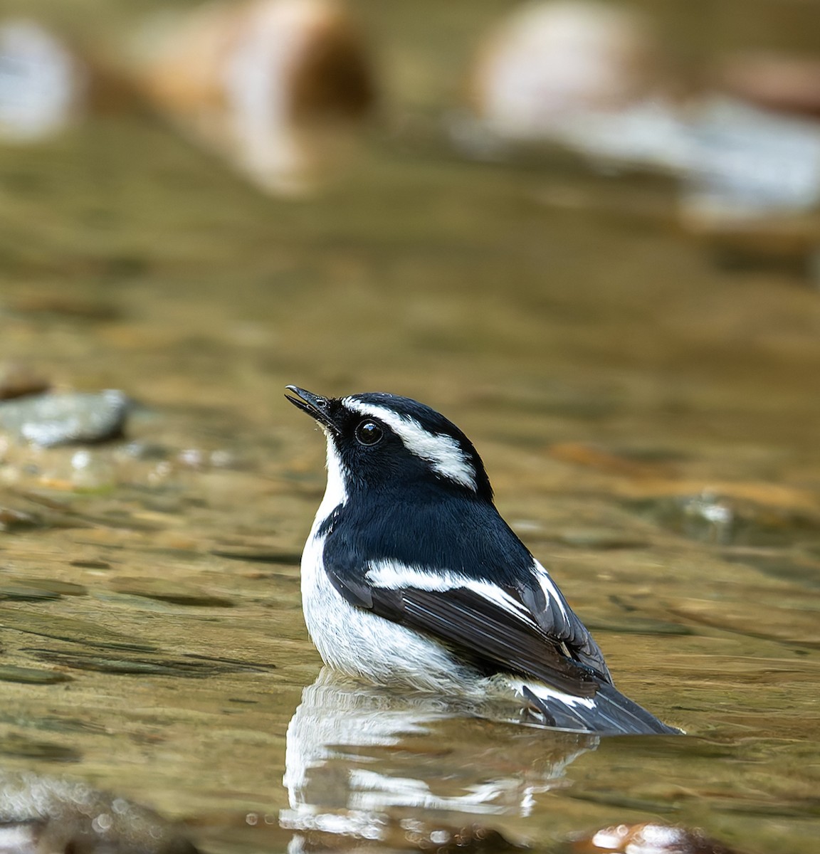 Little Pied Flycatcher - ML646448222