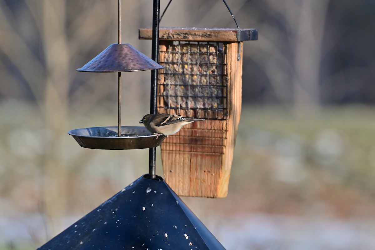 オウゴンヒワ - ML646448223