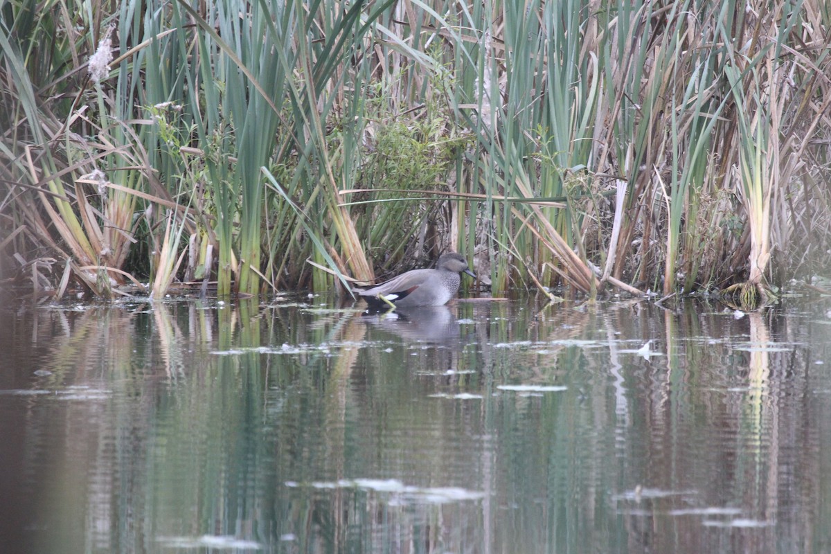 kopřivka obecná - ML646448224