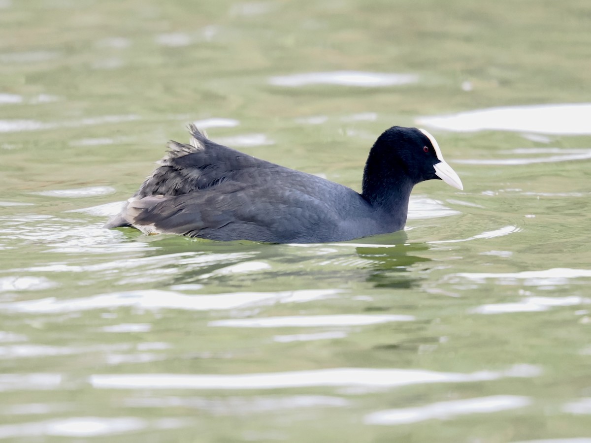 Blässhuhn - ML646448225