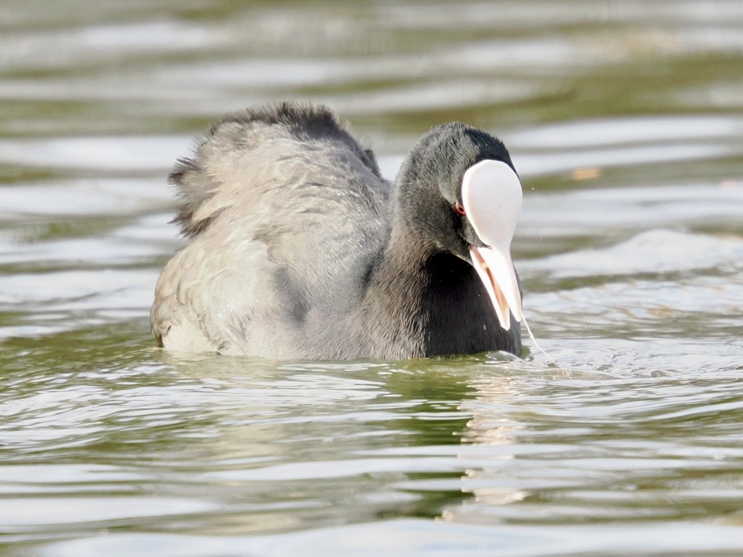 Blässhuhn - ML646448226