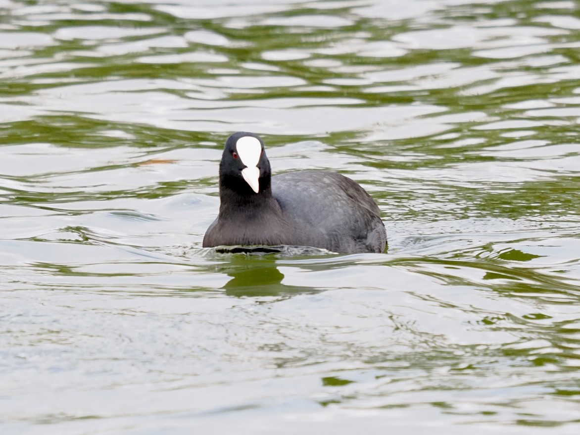 Blässhuhn - ML646448227