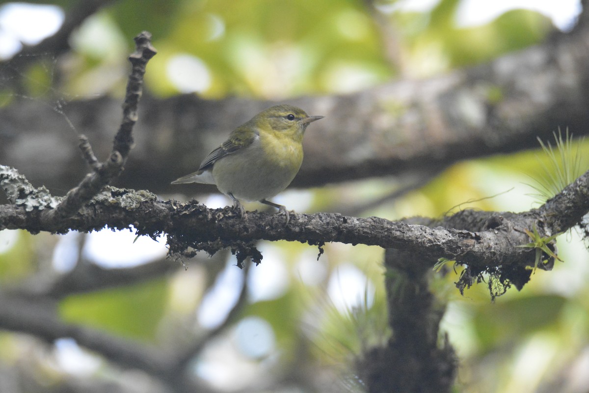 Tennessee Warbler - ML646448228