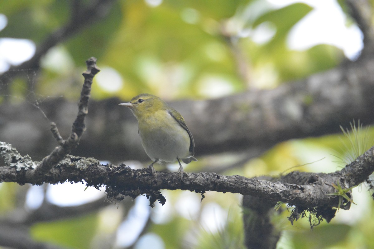 Tennessee Warbler - ML646448229