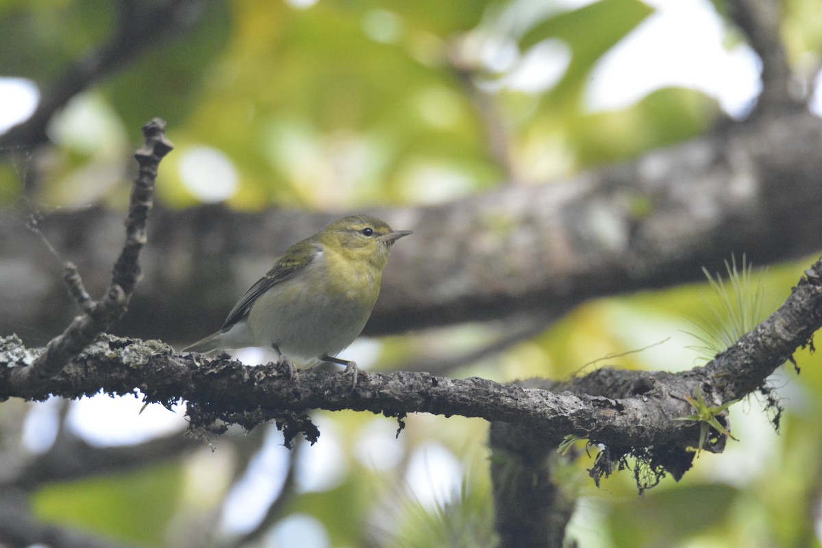 Tennessee Warbler - ML646448230