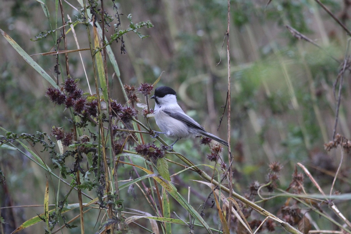 Хүрэн толгойт хөх бух - ML646448231