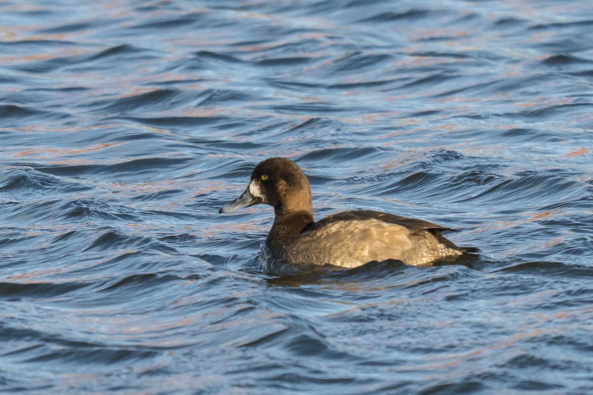 Karabaş Patka - ML646448233