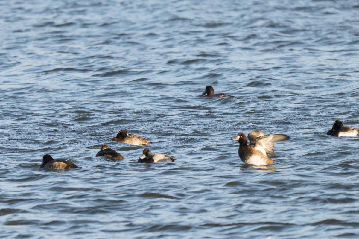 Karabaş Patka - ML646448234