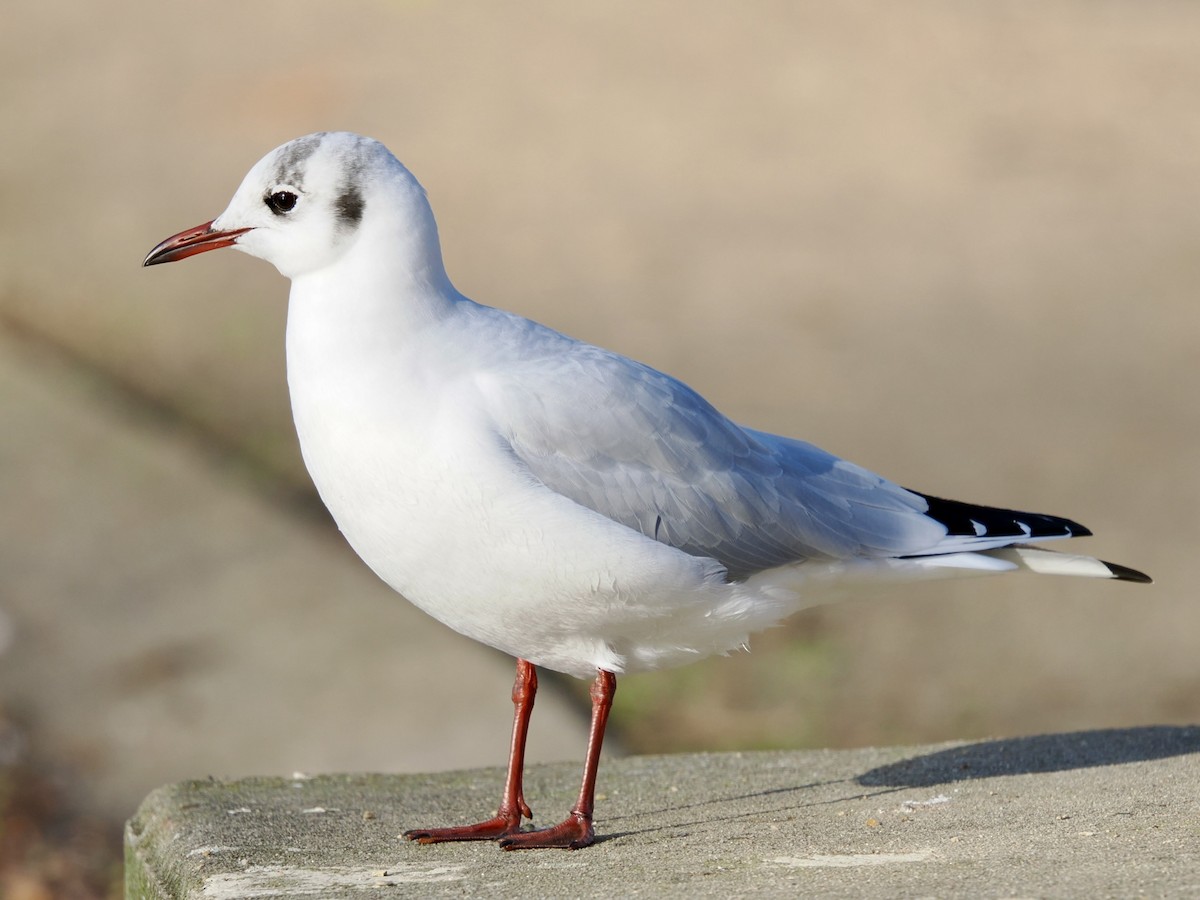 Lachmöwe - ML646448235