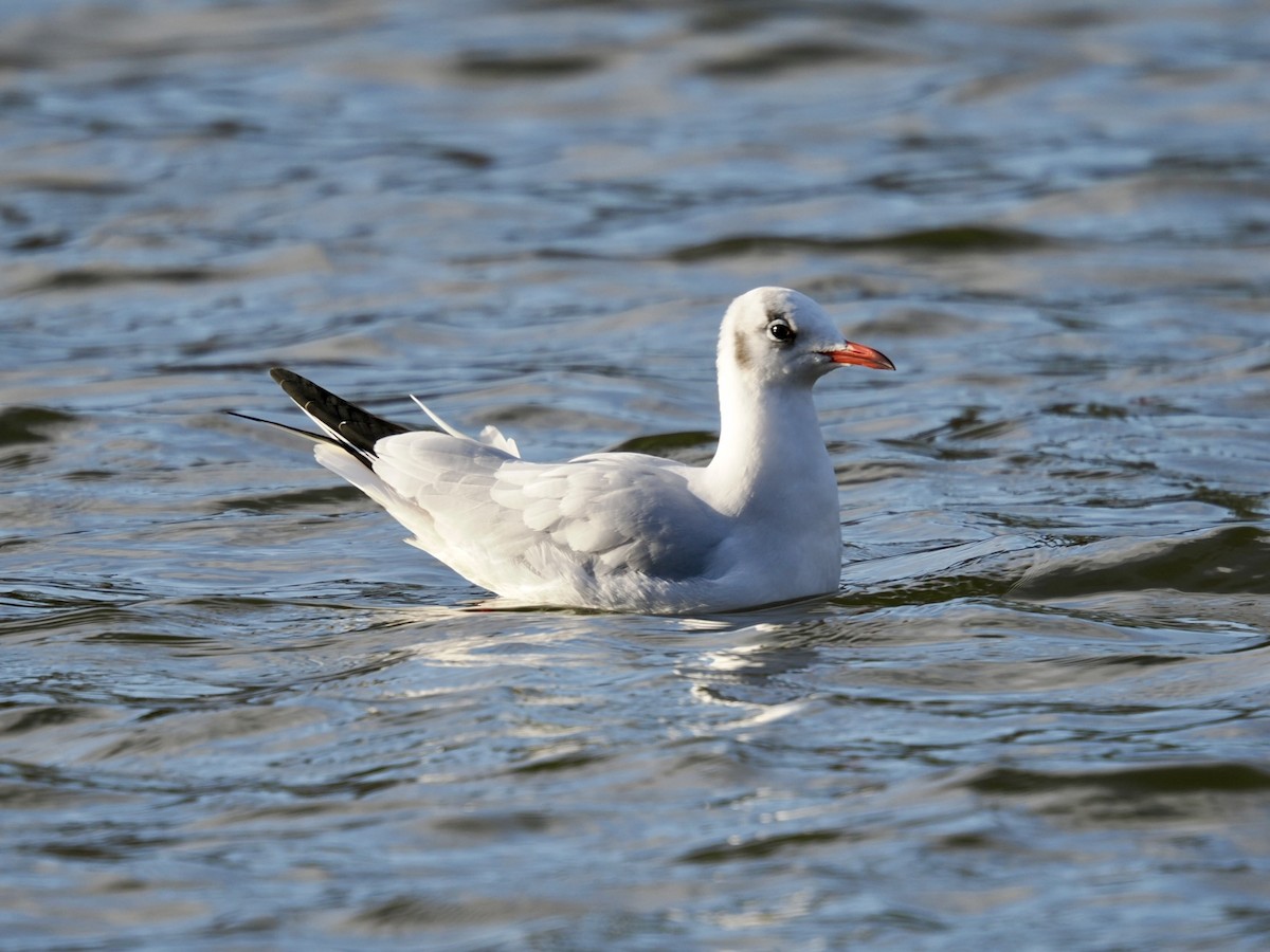 Lachmöwe - ML646448236