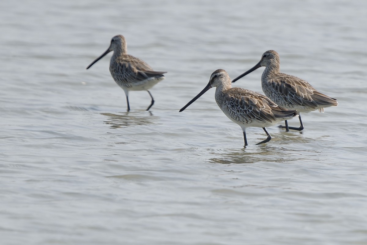 slukovec asijský - ML646448237